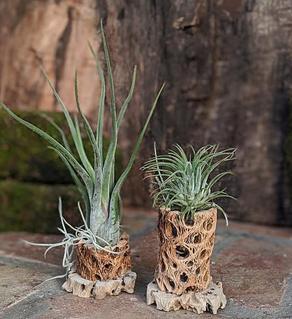  Handcrafted Live Air Plant Gift In A Cholla Wood